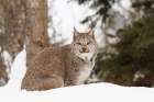 Canada lynx in winter-Lynx canadensis-controlled situation Art Print